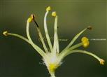  Male Flower-9 stamens -one stamen tetrathecous